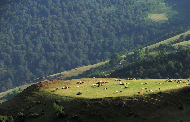 Asalem to Khalkhal road. The forests between Asalem to Khalkhal. North of Iran