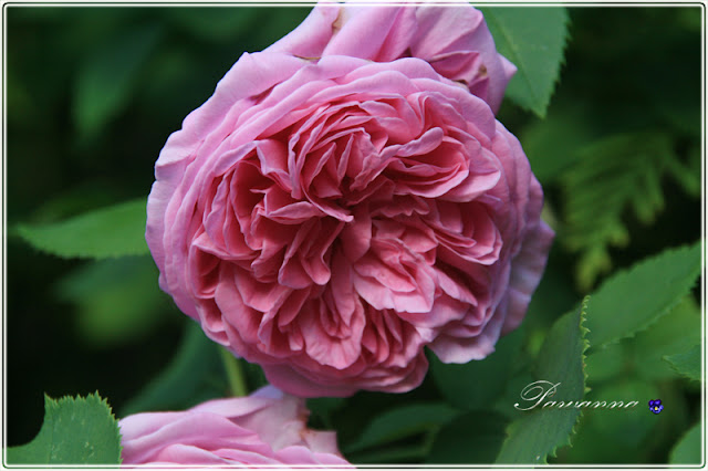 rozes Louis Odier,  foxglove, digitalis,  peonies, romantic garden, clematis asao, clematis alpina constans, hagley hybrid