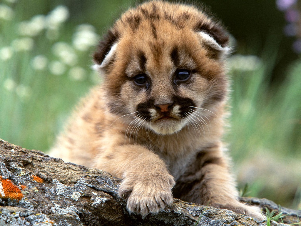 Baby Tiger - Animal Images