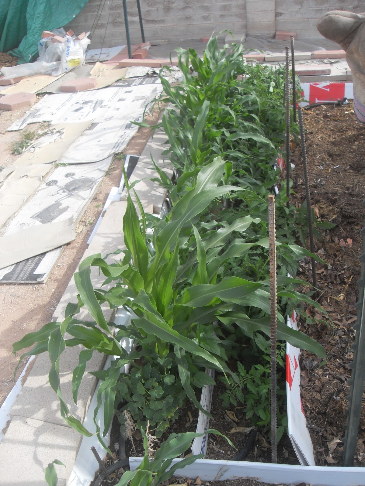 The Scientific Gardener A few tips for Growing Tomatoes (Tucson Edition)