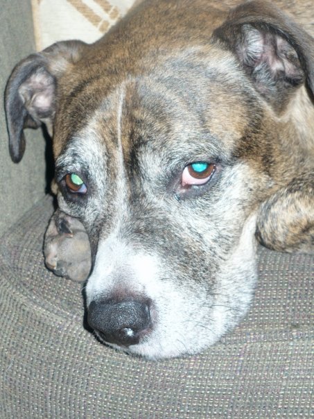 Dog Seizure Trouble Walking Dog Seizure Trouble Walking
