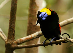 bird paradise wilson flying animal wilsons