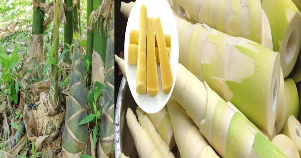 Tak Terduga, Ternyata Tunas Bambu Mempunyai Khasiat Tak Terduga, Ternyata Tunas Bambu Mempunyai Khasiat