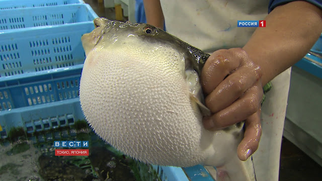 Kenali 4 Jenis Makanan Paling Merbahaya Di Dunia Yang Boleh Dimakan makanan berbahaya, ikan buntal, cara masak ikan buntal