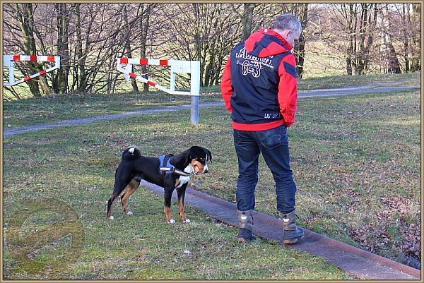 Appenzeller Sennenhund Bo