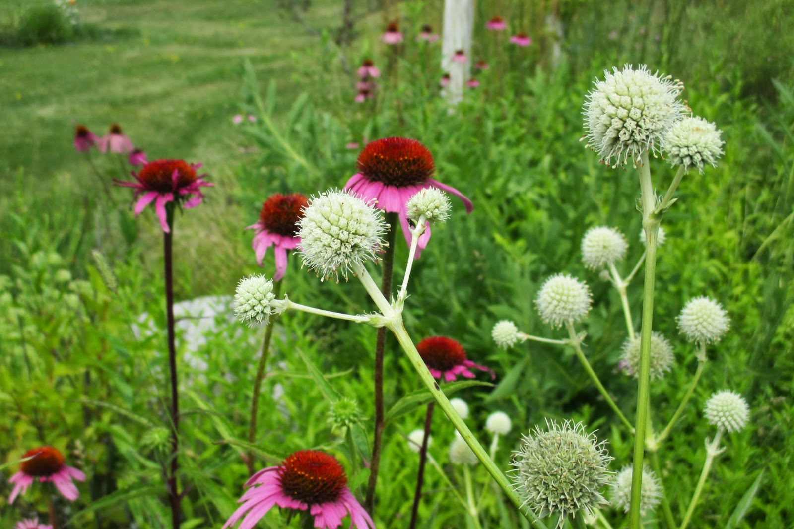 Eryngium yuccifolium