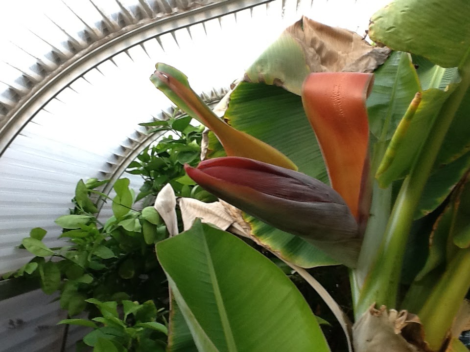 Xtremehorticulture of the Desert Growing Edible Fruiting Bananas in