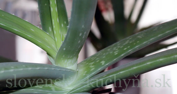 Aloe vera - herbár