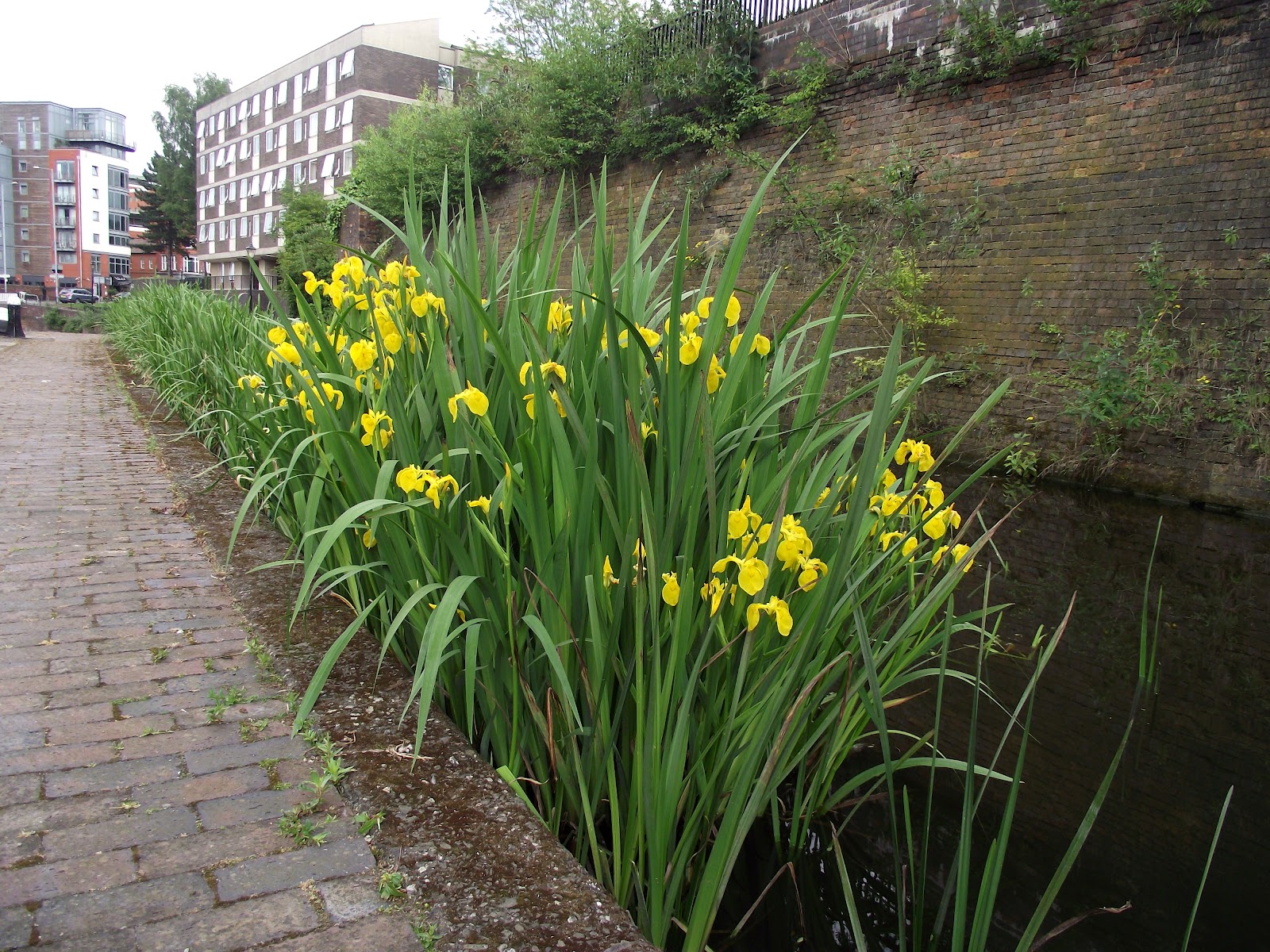 blue-flag-iris.jpg