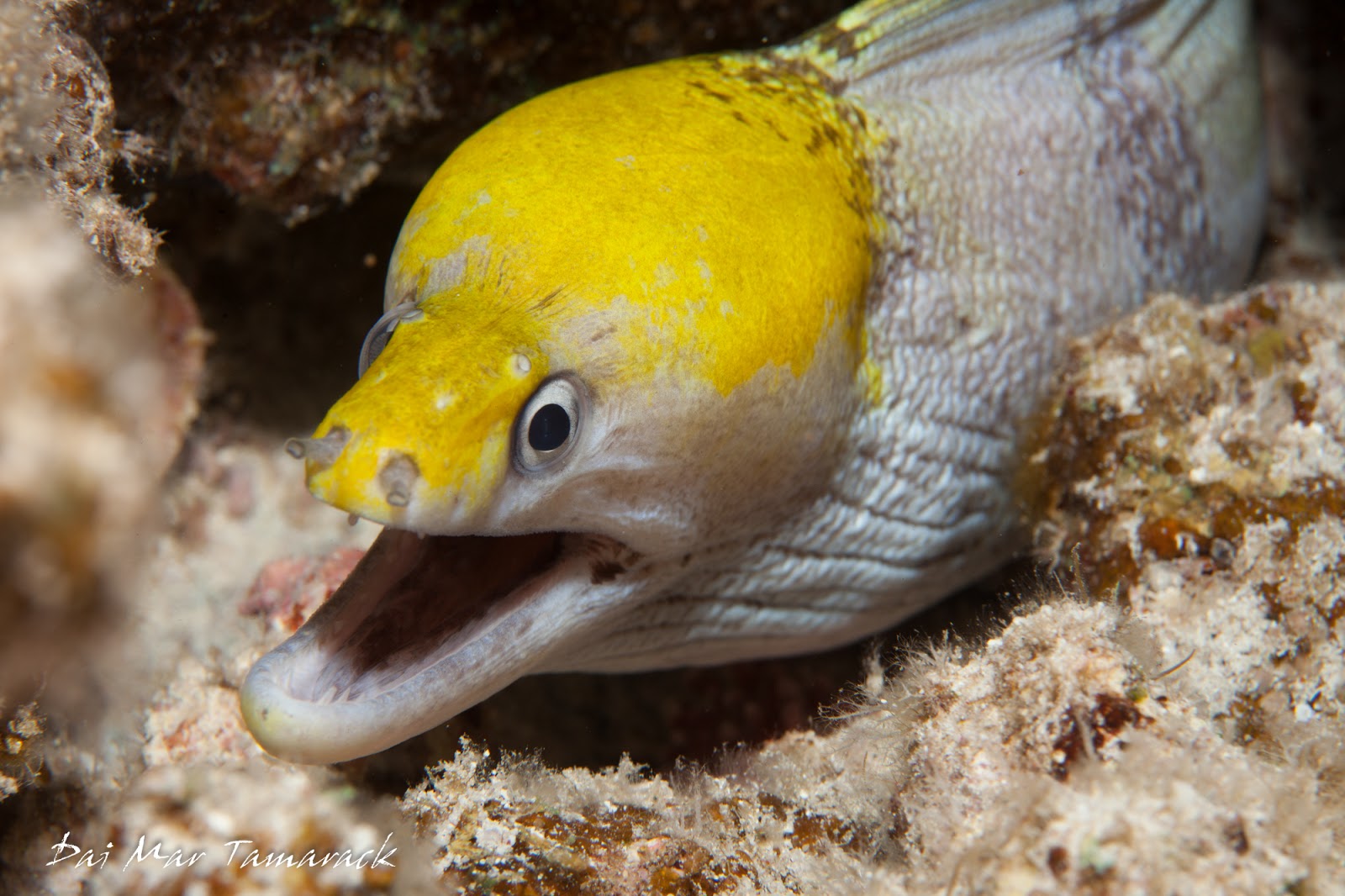 Capturing the Moment Close Up with Moray Eels in Hawaii