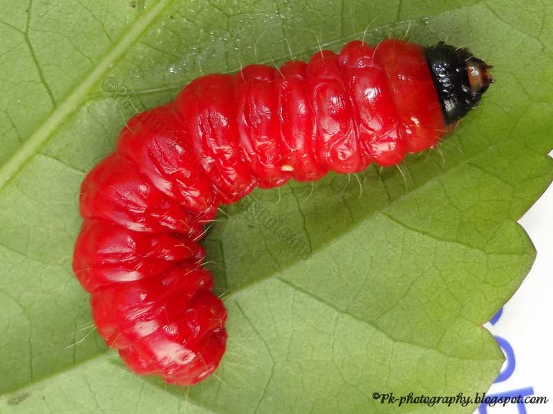 Red Caterpillar Nature, Cultural, and Travel Photography Blog