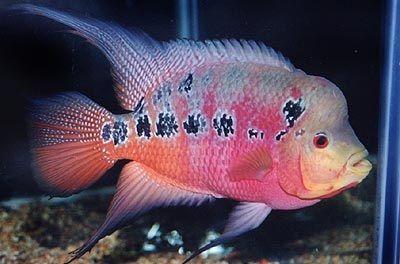 Gambar Ikan Louhan