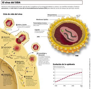 Ciclo del vida del virus del SIDA Ciclo del vida del virus del SIDA