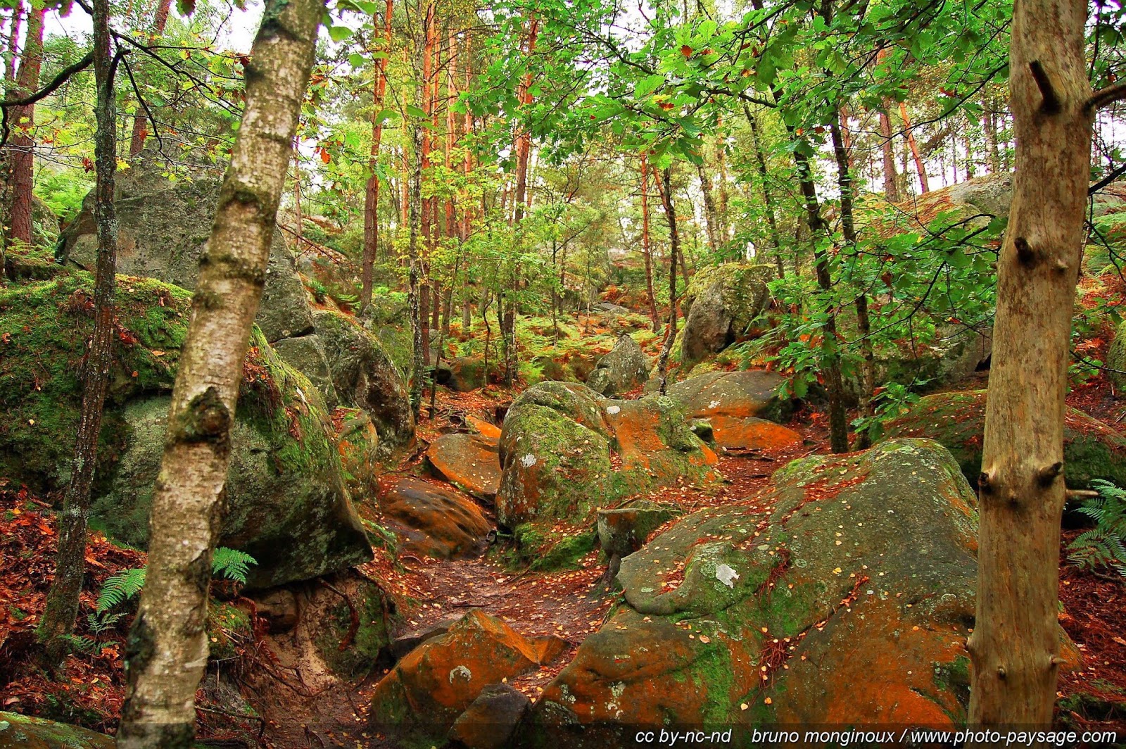 les merveilles naturelles La forêt de Fontainebleau