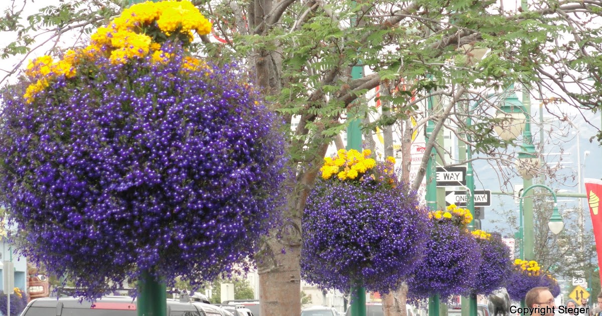 The Wheel Anchorage, Hanging Basket Capital of the World
