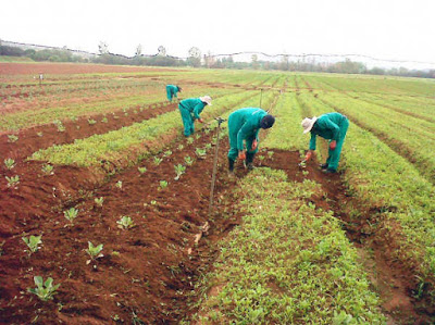 Farmers farming BOA disburses N2.4bn loan to farmers