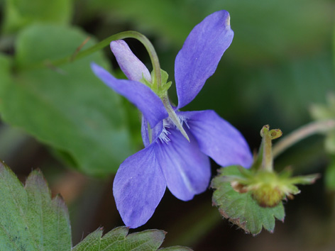 Violeta común (Viola odorata) flor silvestre azul
