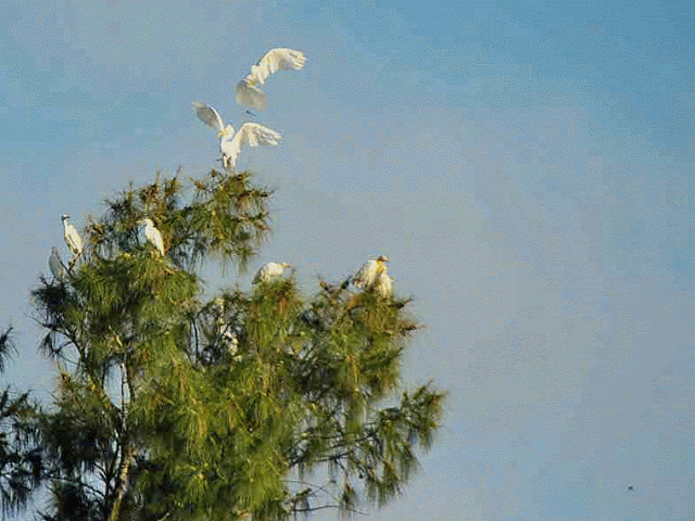 Birds dispute territory in a pine tree