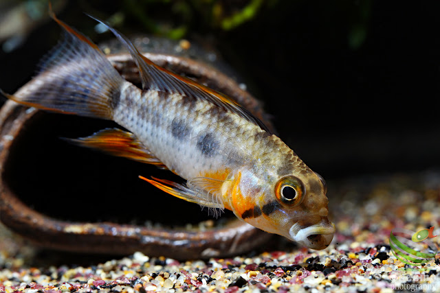 Apistogramma sp. D3 / A. cf. payaminonis