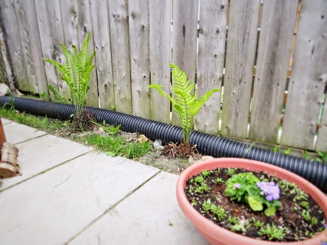 more ferns growing