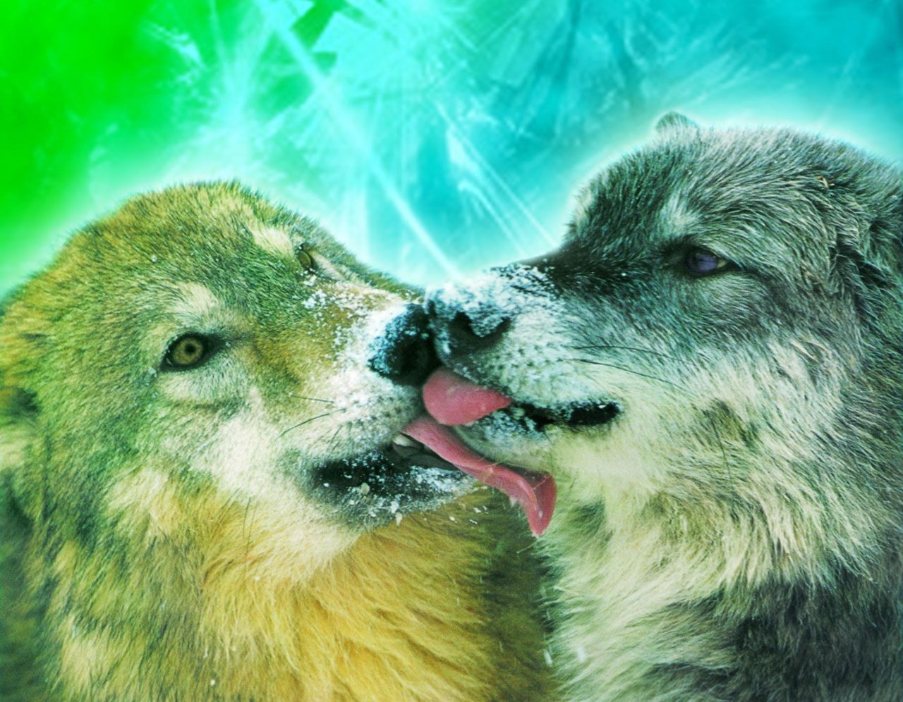 HD Wallpapers and Backgrounds of animals and pets: Foxes, Horses, Tiger, Dogs, Cats, Squirrels, Rabits and Others