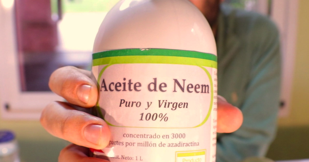 te de neem para que es te de neem para que es