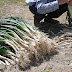 Loa calçots, disfrutar de las verduras en el campo