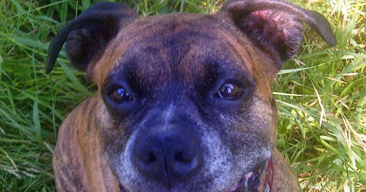 Dog Training, Puppy Training, Behaviour Modification, Rehabilitation