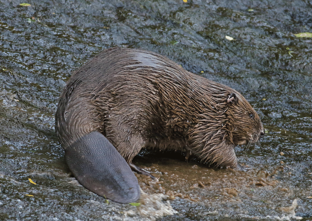 Cream Tea Birding Beaver Slide!