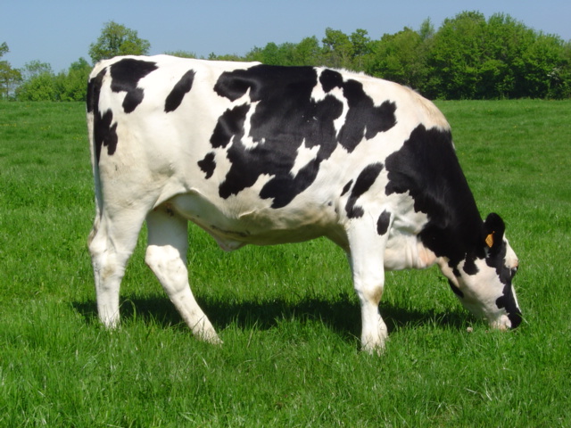 Holstein Cows with Blonde Markings - wide 6