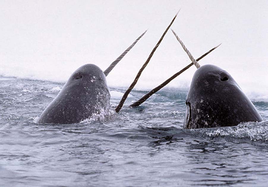 Narwhal Tusk Trafficker Found Guilty Narwhal Tusk Trafficker Found Guilty