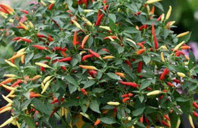 Perawatan dan Pemeliharaan cabe Perawatan dan Pemeliharaan cabe