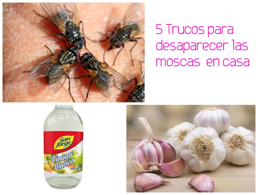 3 Remedios caseros para las moscas. Ahuyentar moscas