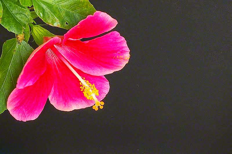 flower, Hibiscus