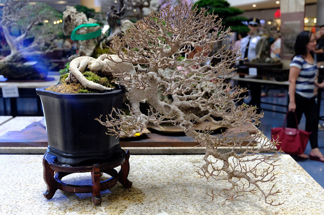 ficus microcarpa bonsai