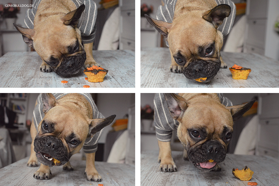 Hundeblog Rezept: Karotten Muffins für Hunde backen Hundeblog Rezept: Karotten Muffins für Hunde backen