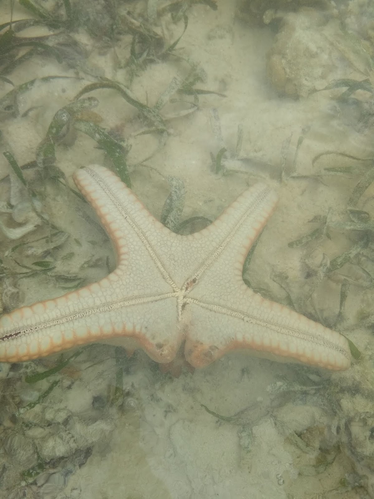 beberapa jenis filum echinodermata