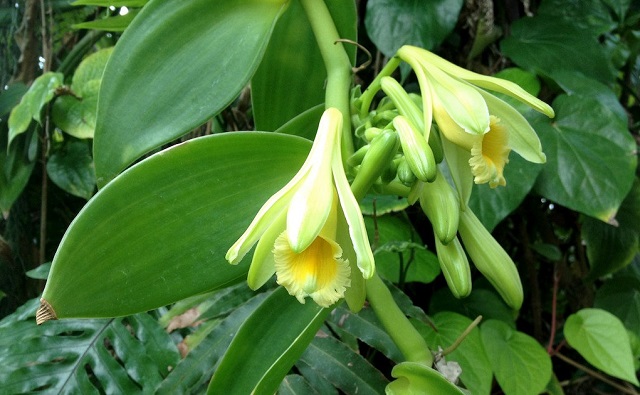 Flor de Vainilla Vanilla planifolia