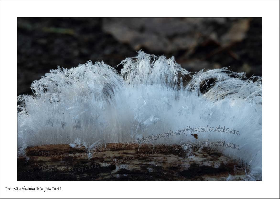 fontainebleau foret barbe de glace bois mort