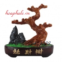 Cây kim tiền ở Phúc Thọ Cay kim tien o Phuc Tho