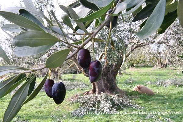 Winter colors of Kefalonia