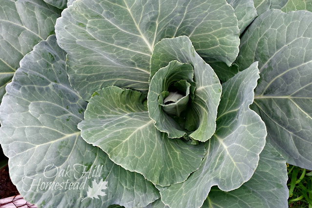 Cabbage plant in the garden