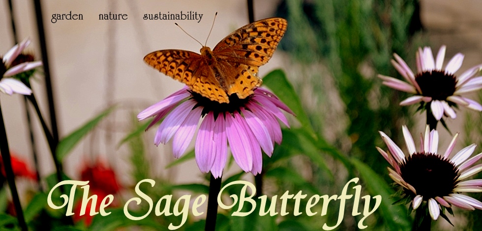 The Sage Butterfly