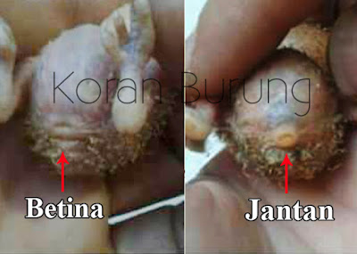Cara Paling Tepat Membedakan Jenis Kelamin Lovebird Anakan Dan Dewasa Mengetahui jenis kelamin burung lovebird yang kita pelihara memang sangat penting Cara Paling Tepat Membedakan Jenis Kelamin Lovebird Anakan Dan Dewasa