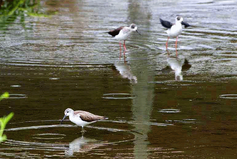 Ryukyu Life Bird Photos Sandpiper and Stilts Reflect in Rain