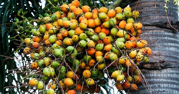 manfaat biji buah pinang manfaat biji buah pinang