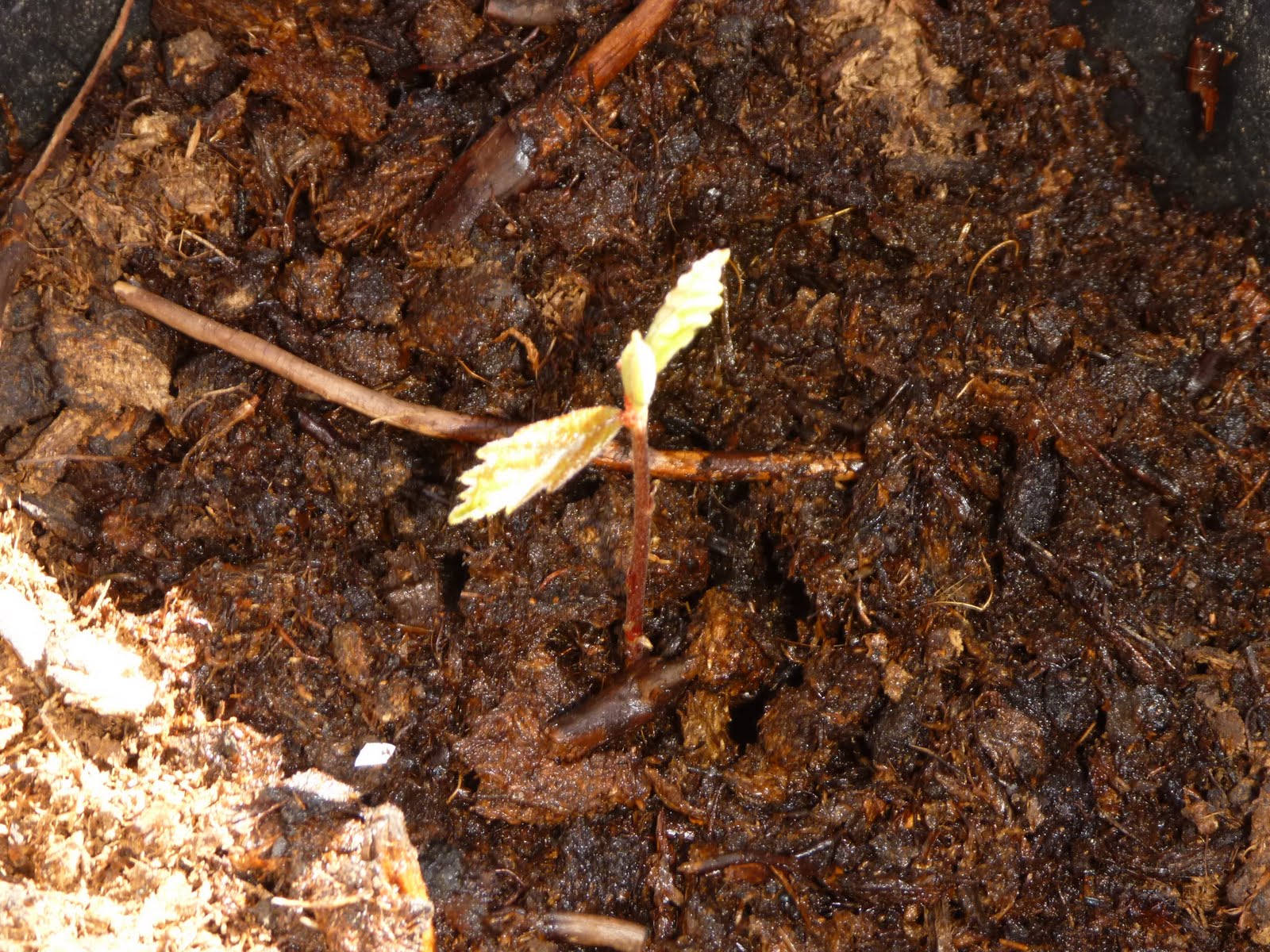 Seven Acre Ranch White oak seedling