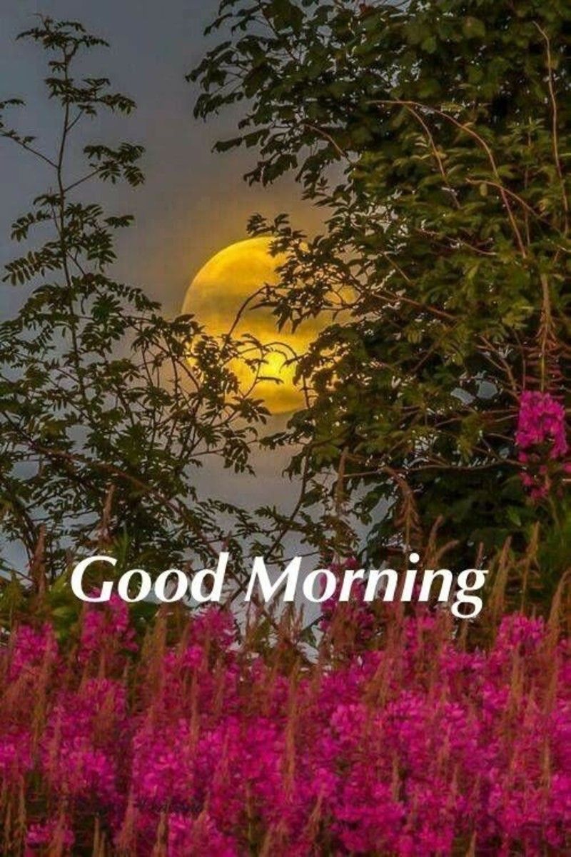 good night cute images