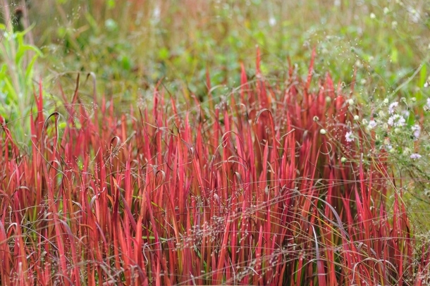 Imperata cylindrica ‘Rubra’ сад трав