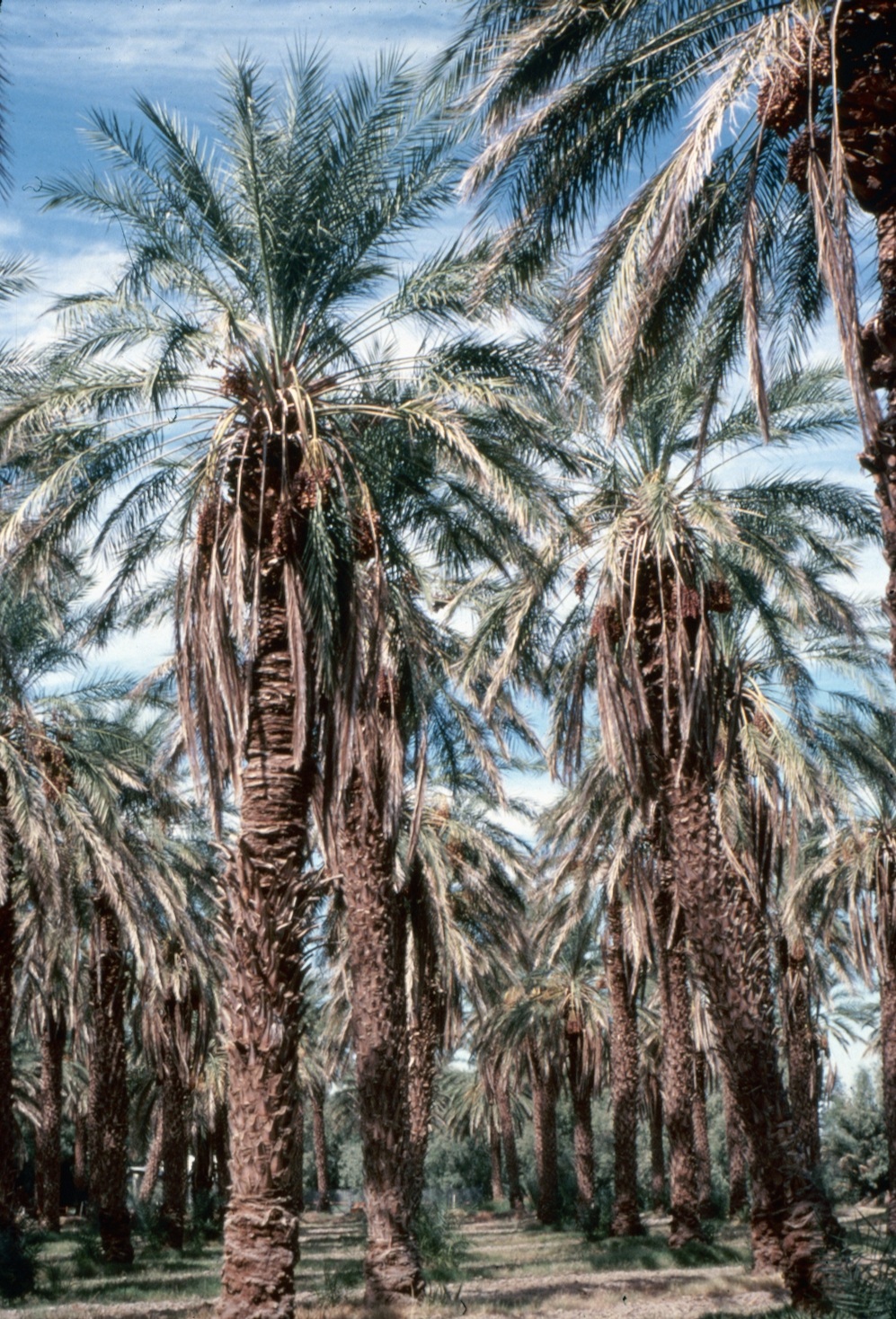 José Sinclair Photography Desert Palms, California